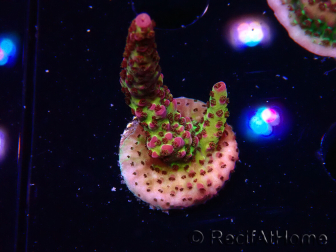 WYSIWYG - Acropora PC Rainbow