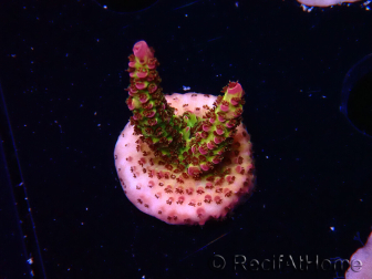 WYSIWYG - Acropora PC Rainbow 5I10