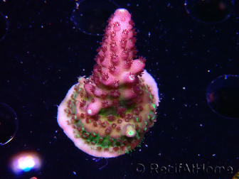 WYSIWYG RAH Acropora Rainbow Mango