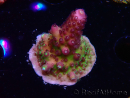 WYSIWYG RAH Acropora Rainbow Mango 5K2