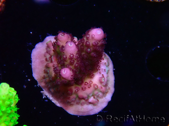 WYSIWYG RAH Acropora Rainbow Mango 5K3