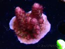 WYSIWYG RAH Acropora Rainbow Mango 5K4