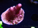 WYSIWYG RAH Acropora Rainbow Mango 5K5