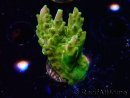 WYSIWYG RAH Acropora Dedo de Oro