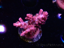 WYSIWYG RAH Acropora Flamingo Fury