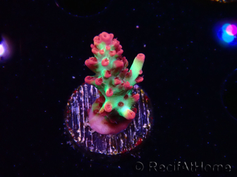 WYSIWYG RAH Acropora microclados Strawberry Shortcake 5P9