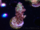 WYSIWYG RAH Acropora Pandora Fiji 5K8