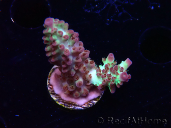 WYSIWYG RAH Acropora Pandora Fiji 5K9