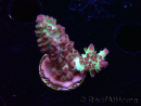 WYSIWYG RAH Acropora Pandora Fiji 5K9