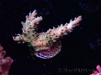 WYSIWYG RAH Acropora Basilisk 5M6