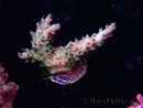 WYSIWYG RAH Acropora Basilisk 5M6