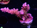WYSIWYG RAH Acropora donei Merlin's Staff