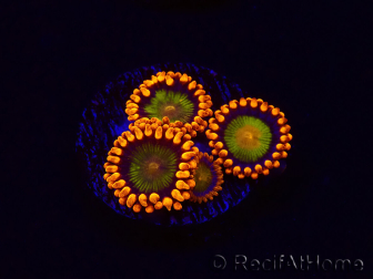 WYSIWYG - Zoanthus Orange Mandarin 30C5