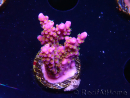WYSIWYG RAH Acropora donei Bastone di Merlino