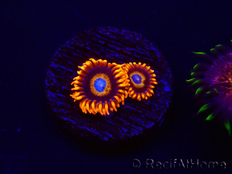 WYSIWYG - Zoanthus Tequila Sunrise 30C7