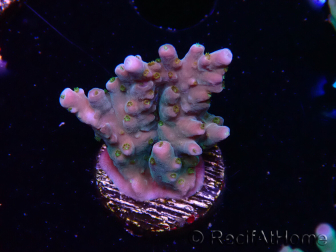 WYSIWYG RAH Acropora donei Hot Shot 5S8