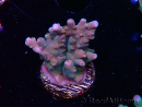 WYSIWYG RAH Acropora donei Hot Shot 5S8