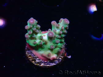 WYSIWYG ORA Acropora Pearlberry 5T1
