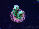 WYSIWYG ORA Acropora Pearlberry 5T2