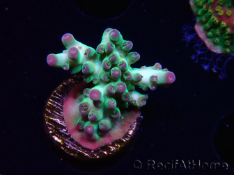 WYSIWYG ORA Acropora Pearlberry