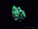 WYSIWYG RAH Acropora Plutonium