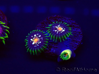 WYSIWYG - JF Zoanthus Stargazer 30E10