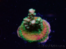 WYSIWYG Acropora aculeus