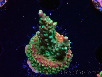 WYSIWYG Acropora aculeus