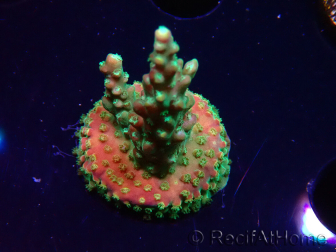 WYSIWYG Acropora Fruity Pebbles 5W3