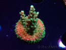 WYSIWYG Acropora Fruity Pebbles 5W3