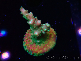 WYSIWYG Acropora Fruity Pebbles 5W4
