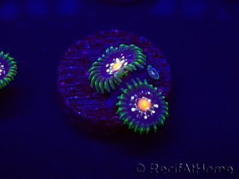 WYSIWYG - JF Zoanthus Stargazer 30F11