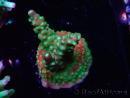 WYSIWYG Acropora aculeus
