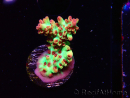 WYSIWYG RAH Acropora microclados Strawberry Shortcake 5Y2