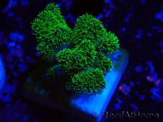 WYSIWYG Pocillopora damicornis green