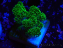 WYSIWYG Pocillopora damicornis green