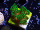 WYSIWYG Pocillopora damicornis vert