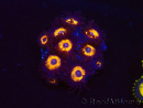 WYSIWYG - Zoanthus Johnny's Pumpkin Seed 40I10
