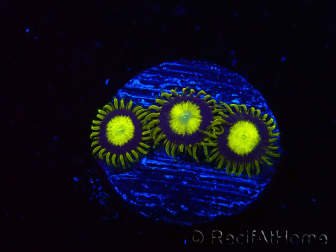 WYSIWYG - Zoanthus King Midas 40R5