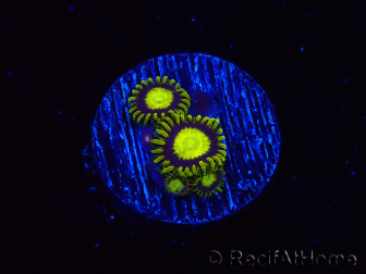 WYSIWYG - Zoanthus King Midas 40R6