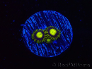 WYSIWYG - Zoanthus King Midas 40R7