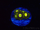 WYSIWYG - Zoanthus King Midas 40R9