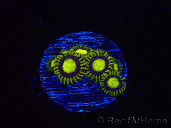 WYSIWYG - Zoanthus King Midas 40R11