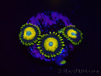 WYSIWYG Zoanthus Scrambled Eggs
