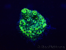 WYSIWYG Acropora Mariculture acclimated LED