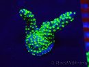 WYSIWYG Acropora Maricoltura acclimatata a LED