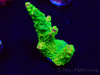 WYSIWYG Acropora Mariculture acclimaté led