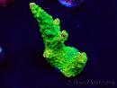 WYSIWYG Acropora Mariculture acclimaté led