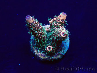 WYSIWYG Acropora Mariculture acclimated LED