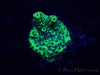 WYSIWYG Acropora Mariculture acclimated LED